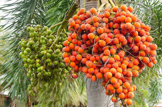 arecanut.